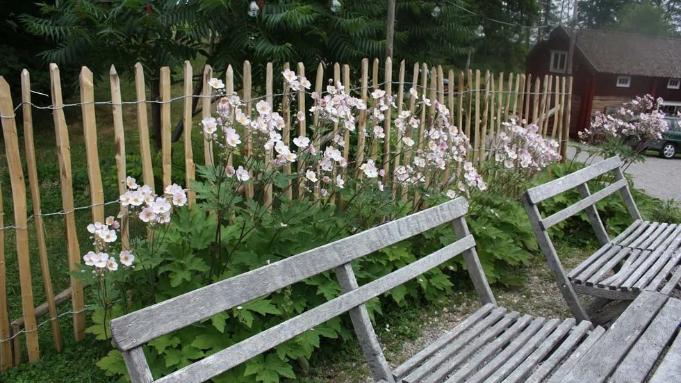 Naturligt. Omålade trämöbler gör sig bra mot de rosa blommorna vid det fyndiga staketet.
