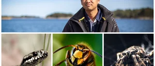 Martin räds inte ormar eller spindlar – tar sina bilder på nära avstånd: "Sådan är jag"