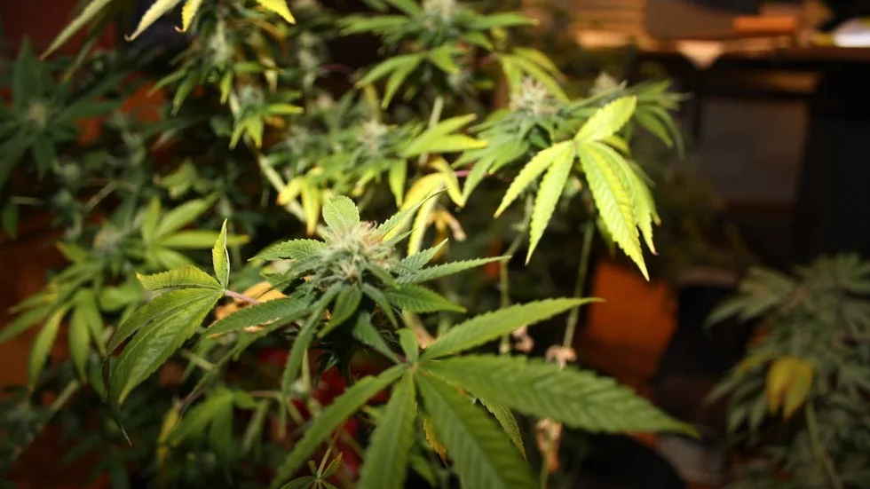 Doft. Polisen kände lukten av cannabis och ringde på.