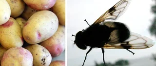 Flugor i matbutiken
