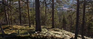 Dags förstå skillnaden mellan skog och skog