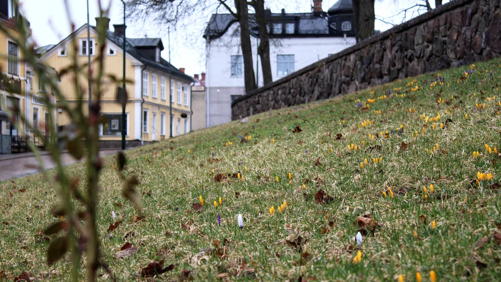 Sedan 13 mars råder meteorologisk vår i Vimmerby och Hultsfred. 