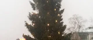 Så många pumlor får Haparandas gran