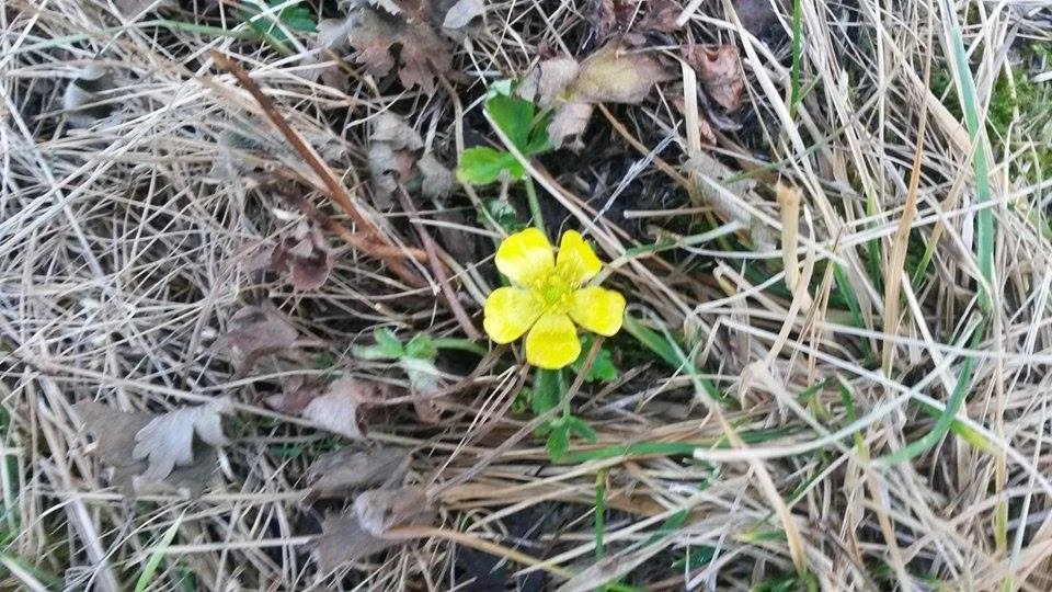 En ensam blomma i novemberkylan slog ut i Nikkaluokta.