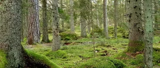 Stoppa slutavverkning i Lötbodalsskogen