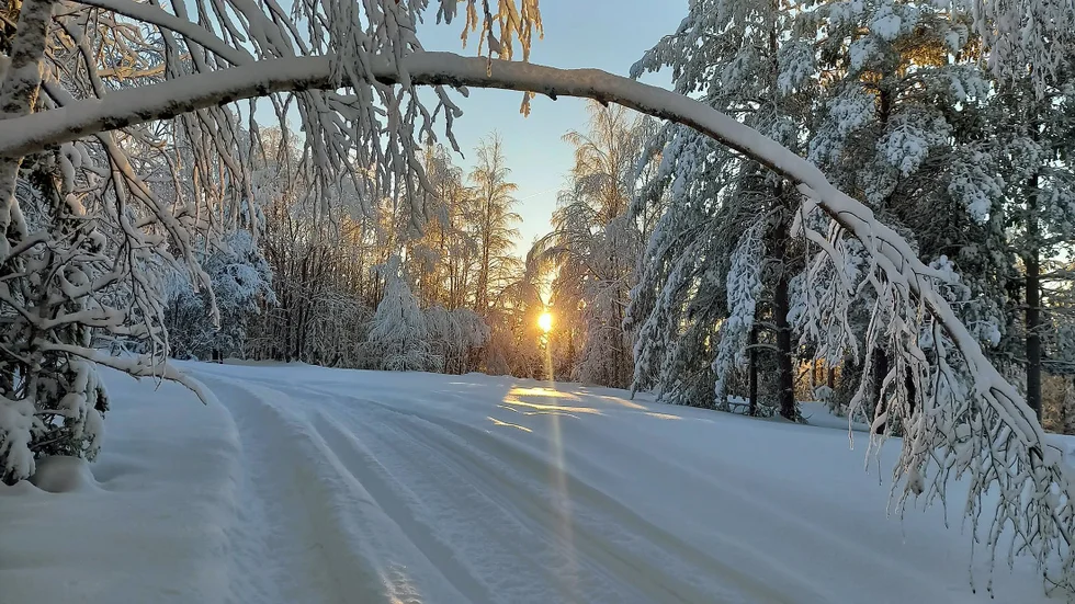 Sagoskog