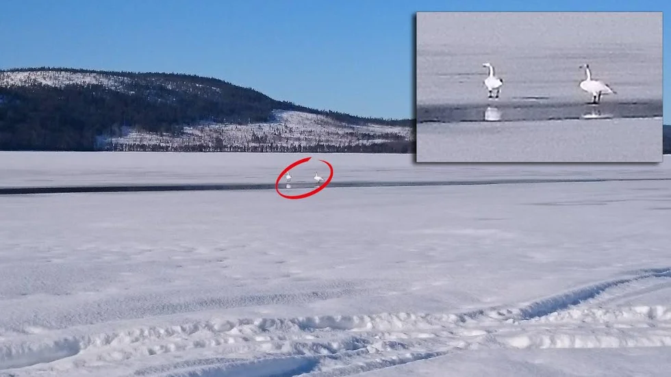 Sångsvanarna anlände redan 8 mars till sjön Allsjärv i Överkalix. Ett tidigt vårtecken som uppmärksammades av Jörgen Ahlbäck.
