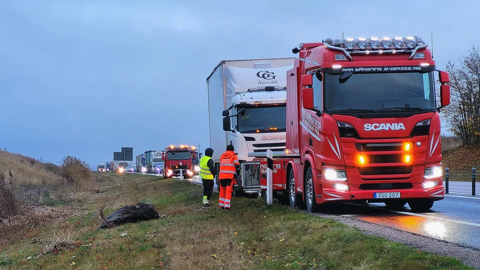 Två lastbilar kolliderade med en älg på riksväg 50 utanför Fågelsta på onsdagsmorgonen. 