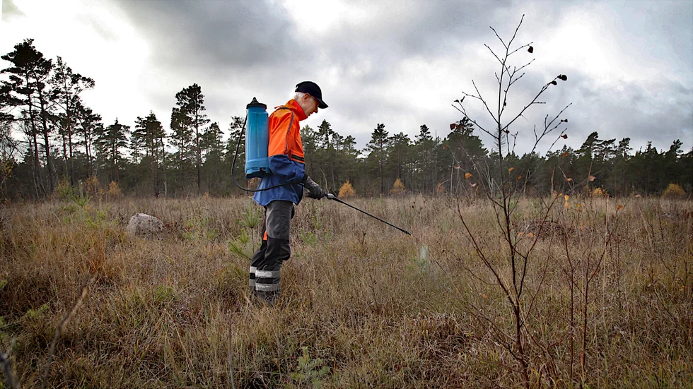 Efter att 7 000 tallplantor förstörts tar Lennart Malmberg till alla sätt för att hålla rådjuren borta från planteringen i Bäl. Skyddsjakt under sommaren följs upp med besprutning av plantorna under hösten.