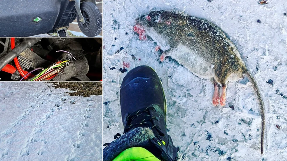 Flera bilar på bolagsområdet i Kiruna har det tuggats i under den senaste tiden. Det är råttor som orsakat problemen.