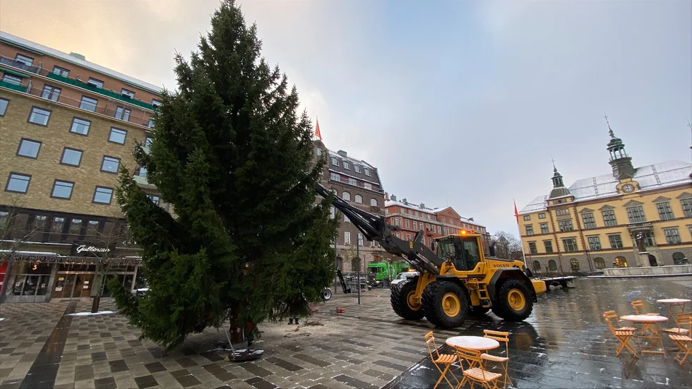 Granen fälldes redan under gårdagen och fraktades till Fristadstorget under tisdagsmorgonen.