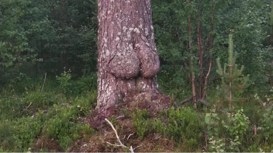 Tallen utanför Umeå har korats till Västerbottens knasigaste.
