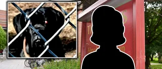 27 hundar levde i misär: ”Golven var täckta av smuts och avföring” • Ägaren förbjuds att äga djur