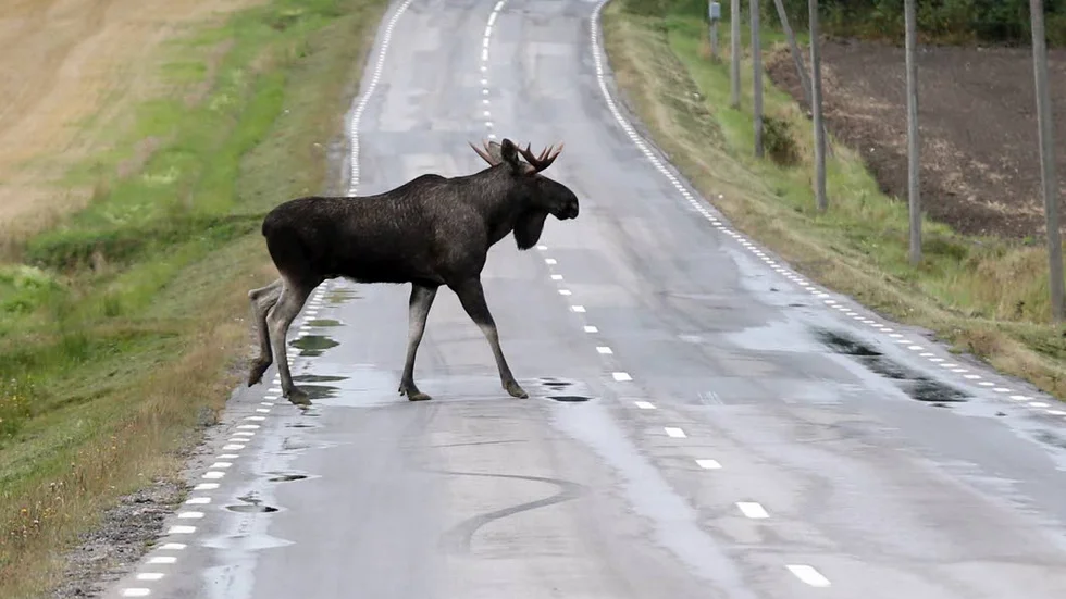 Genrebild. Älgen på bilden har inget med olyckan att göra.