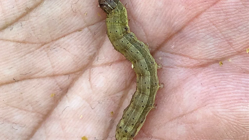Den kallas för majsfly och höstarmélarv och ger sig på grödor som majs och kål Arkivbild.