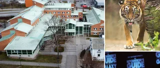 "Varning för tigern" i kommunhuset i Motala