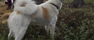 Efterlysning: Vem äger hunden?