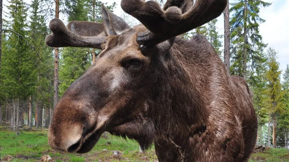 Älgarna är törstiga i år.