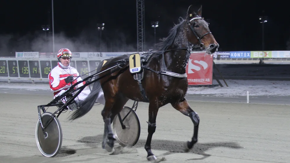 En rykande het "våffla". Peter Wikström och Waffle lekte hem V5-5/V4-2 i Boden. Hästens första seger sedan 2019.