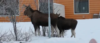Älgar rörde sig i bostadsområde på Björkskatan • Se filmen