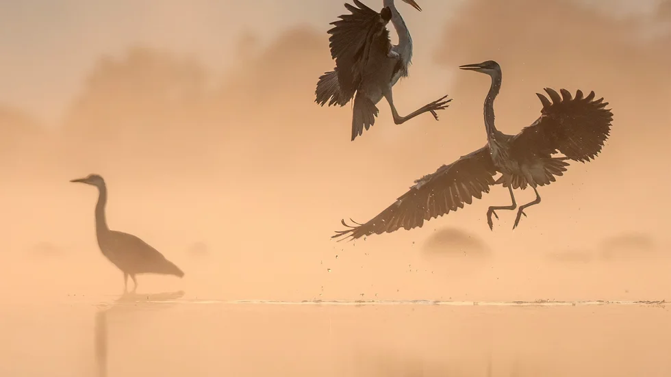 Niclas Ahlberg placerade sig på andra plats i kategorin fåglar med bilden ”Kung Fu Herons”.