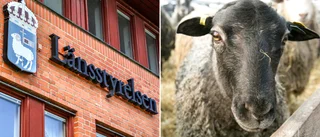 Gotländsk lammbonde får djurförbud
