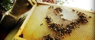 Sommartorkan ger sämre honungsskörd
