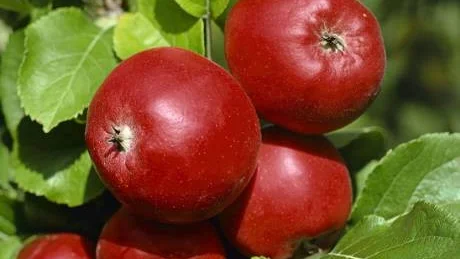 Urshults kungsäpple är en härdig sort som mognar på senhösten och vintern.
Foto: Lars-Olof Hallberg