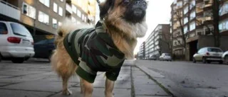 Hunden-trend eller sällskap?