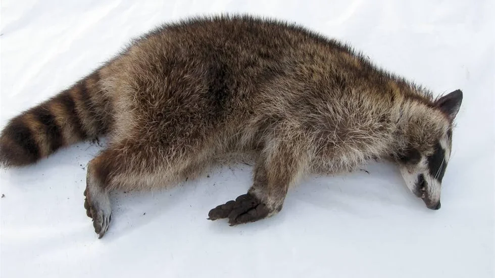 Tvättbjörnen var en hona som vägde 5,5 kg.