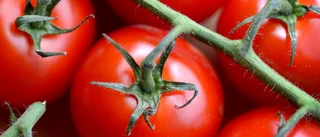 Stigande elpris hårt slag för tomatodlingen