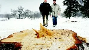 Oåterkalleligt. Stora tallar fällts på golfbanan vid Lysingsbadet. Golfklubbens Christer Pettersson och Niklas Lindberg är inte nöjda utan tycker att en del av banans charm har försvunnit. Kommunen kontrar med att greenerna behöver mera ljus för att gräset skall växa bättre. Foto: ANDERS STEINER