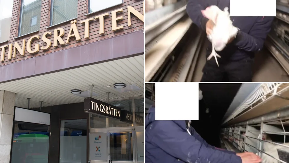 Fem kvinnor står åtalade vid Eskilstuna tingsrätt för brott kopplade till djurrättsaktivism.
