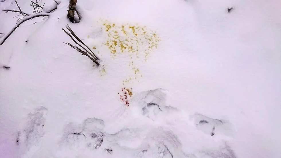 Tre gånger vargspår. Dels efter tassarna och dels urin och blod.