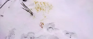 Snön avslöjar hur vargarna rör sig