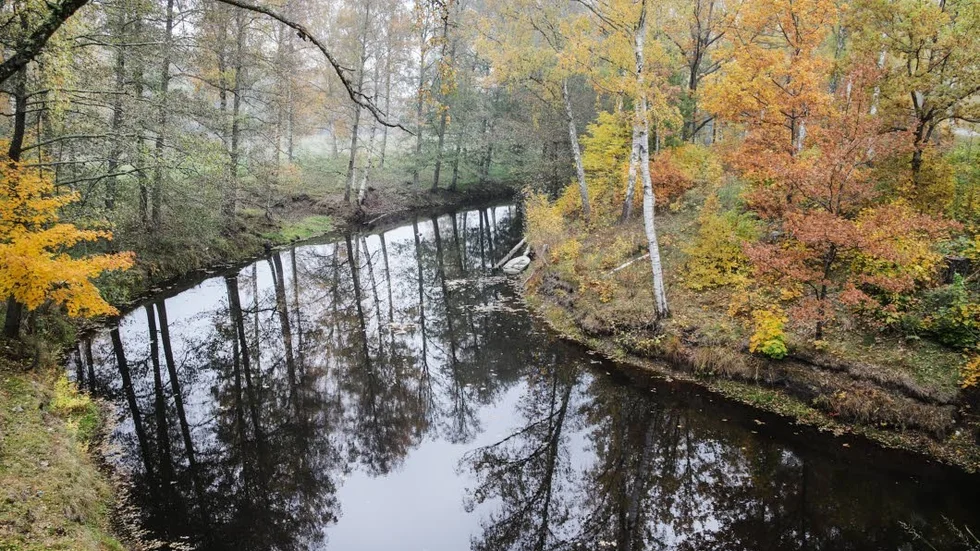 Uppströms Hällestadån har en växt som misstänks vara sjögull hittats.