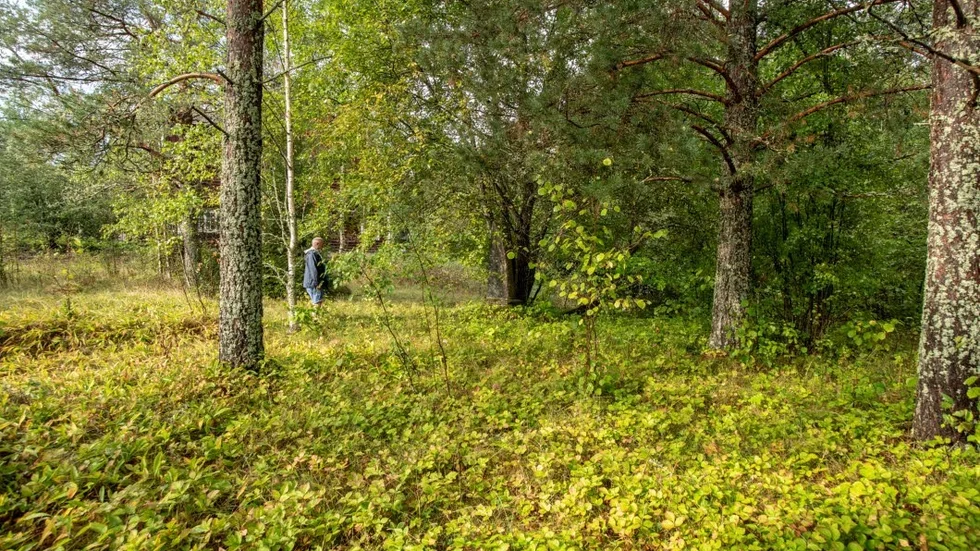 Det som på bilder från 1940-talet var en öppen platsa kring kyrkogården är nu helt täckt av skog.
