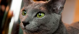 Dyr nota när katter förorenade lägenhet