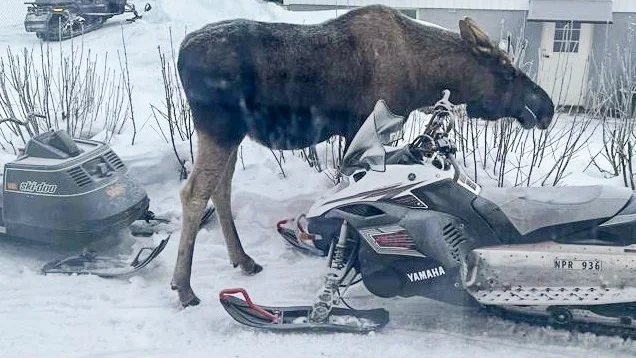 Älgar i Jukkasjärvi traskar omkring lite överallt, på vägar, gårdar och lekplatser. 