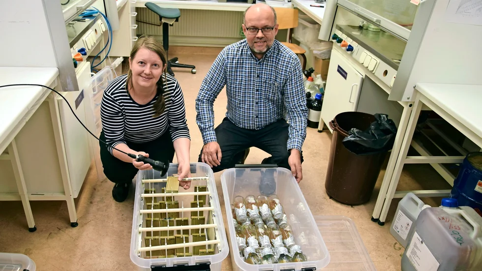 Odlar. Mögelexperten Olena Myronycheva och biträdande professor Olov Karlsson visar en odling av mögelsvamp på impregnerat trä. Foto: Lars Andersson.