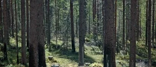 Här ska det naturvårdsbrännas i Västerbotten