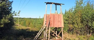 Låt oss för ett ögonblick sätta oss in i älgens situation