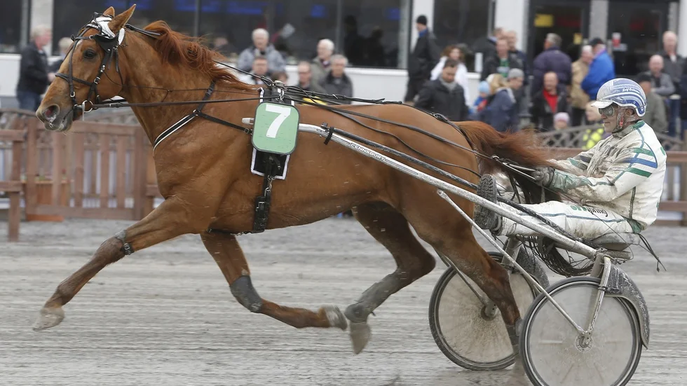 Ultralum är en av fem Skelleftehästar i Midsommarkransen på lördag. Foto: Kanal 75