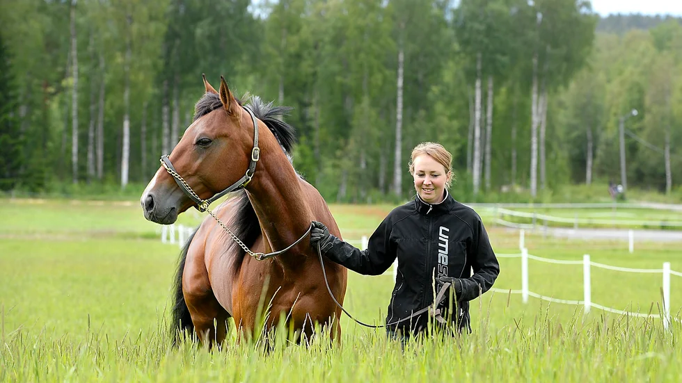 Grönt ljus. Premier Kronos, tränad av Skellefteamatören Gabriella Laestander, tävlar om 100 000 kronor i Midsommarkransen.
