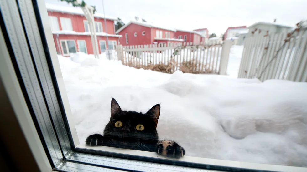 Om en okänd katt kommer på besök kan det vara bra att veta om den är bortsprungen och saknad av ägaren. Utan tatuering i örat ett chipmärkning blir det betydligt enklare, men då gäller också att märkningen är inlagd i ett register.