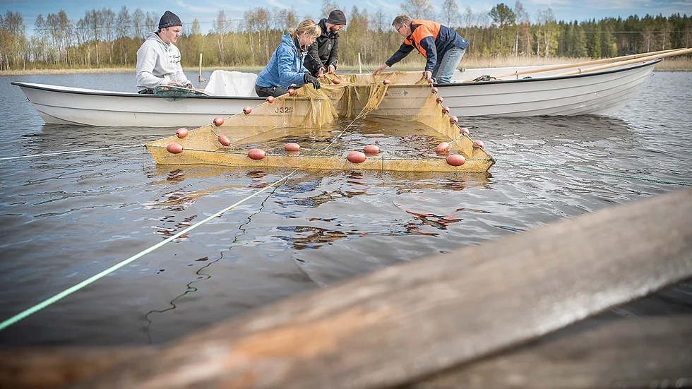 Fångst. Albin Strömberg, Viktoria Strömberg, Roger Nygren och Göran Eriksson hjälps åt att tömma ryssjan. Foto: Lars Eriksson.
