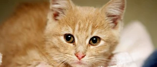 Ingen katt utan körkort