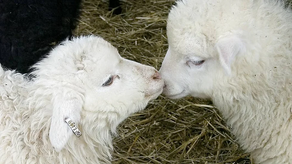 Lamm. Nu ska ett projekt försöka öka produktionen av lamm- och nötkött på naturbetesmarker i länet.