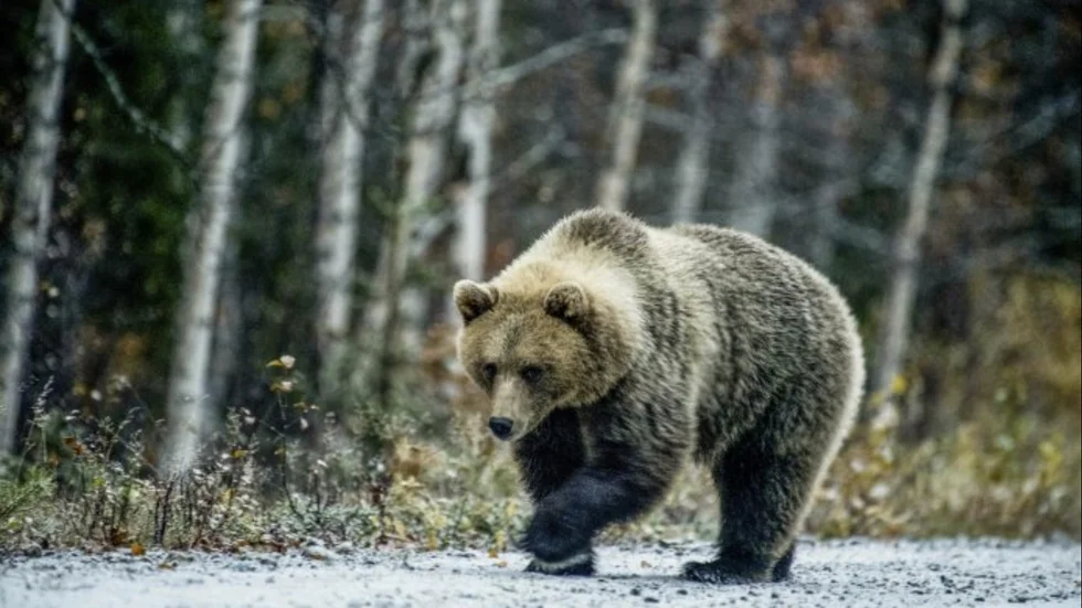 Björnen på bilden fotograferades i Vargträsk, Bjurholm, förra året.