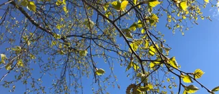 Pollenrapport: Höga halter av björkpollen